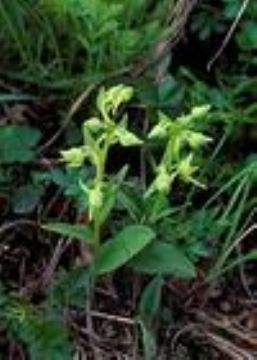  Platanthera  Mandarinorum Extract